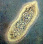 Schistosoma miracidium
