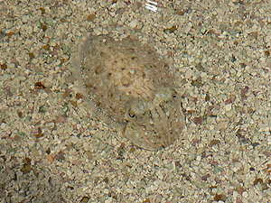 Cuttlefish Camouflage