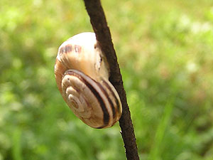 Reasons why Snails Aestivate and How to Prevent it
