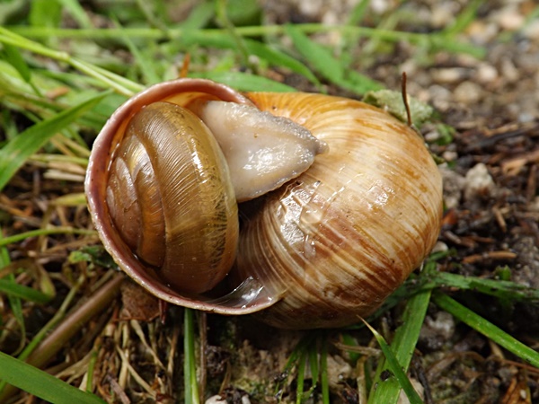 Aegopis verticillus feeding on Roman snail