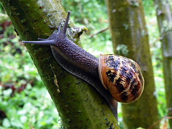Common brown garden snail (Cornu aspersum)