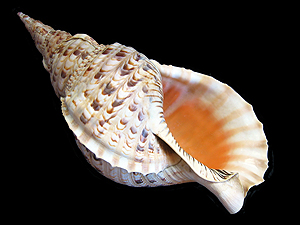 Triton of the Sea - Wikipedia