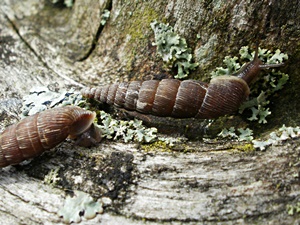 Common door snail (Alinda biplicata)