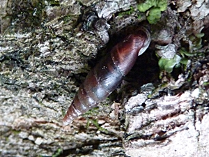 Plaited door snail (Cochlodina laminata) from the Vienna forest