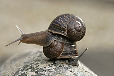 Snail king Jeremy