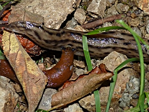 Arion attacking a Limax and interrupting the pursuit