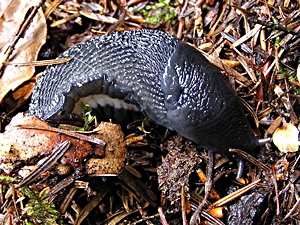 Foot sole of Limax cinereoniger