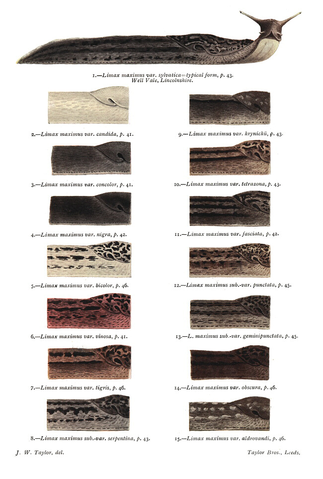 Colour variants of the leopard slug