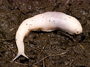 Welsh ghost slug (Selenochlamys ysbryda)