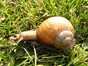 Snail King (Helix pomatia)