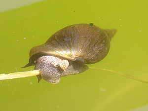 Schlammschnecke (Lymnaea stagnalis)