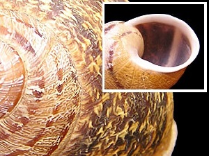 Cornu aspersum shell pattern.
