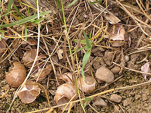 Shrew damage on Roman snails (Helix pomatia)